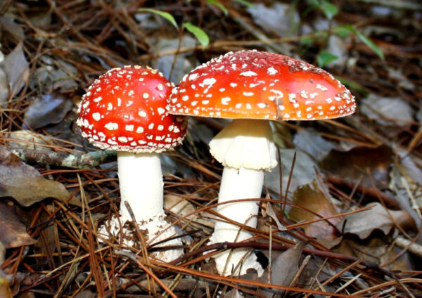 Amanita Muscaria