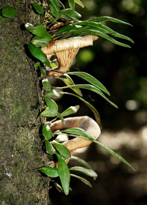 Oyster Mushrooms