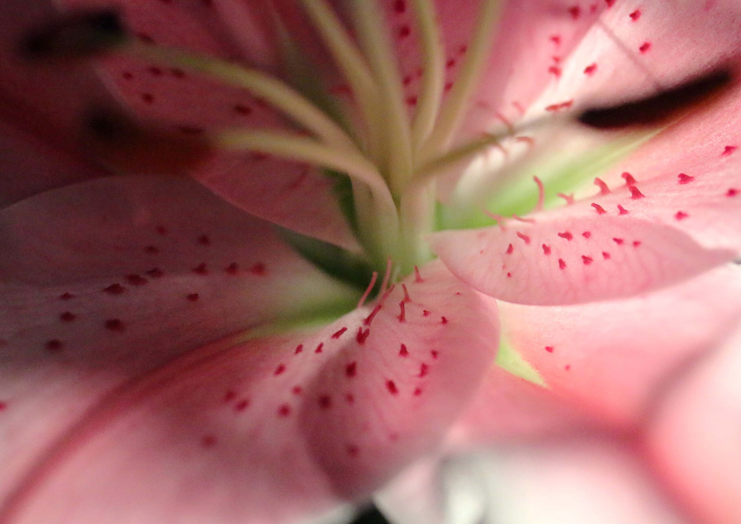 Pink Tiger Lily ImageGraphics