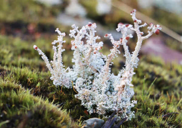 White Lichen